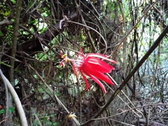 Passiflora vitifolia