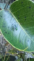 Condylostylus pruinosus