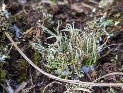 Cladonia rei