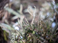 Cladonia rei