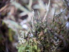 Cladonia rei
