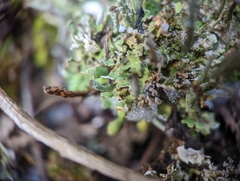 Cladonia rei
