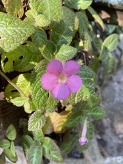 Episcia