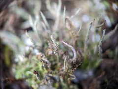 Cladonia rei