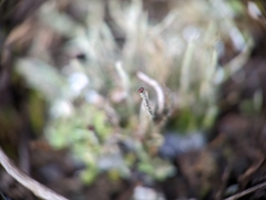 Cladonia rei