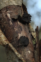 Biscogniauxia repanda