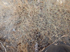 Oxytheca dendroidea dendroidea