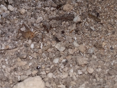 Ceuthophilus conicaudus