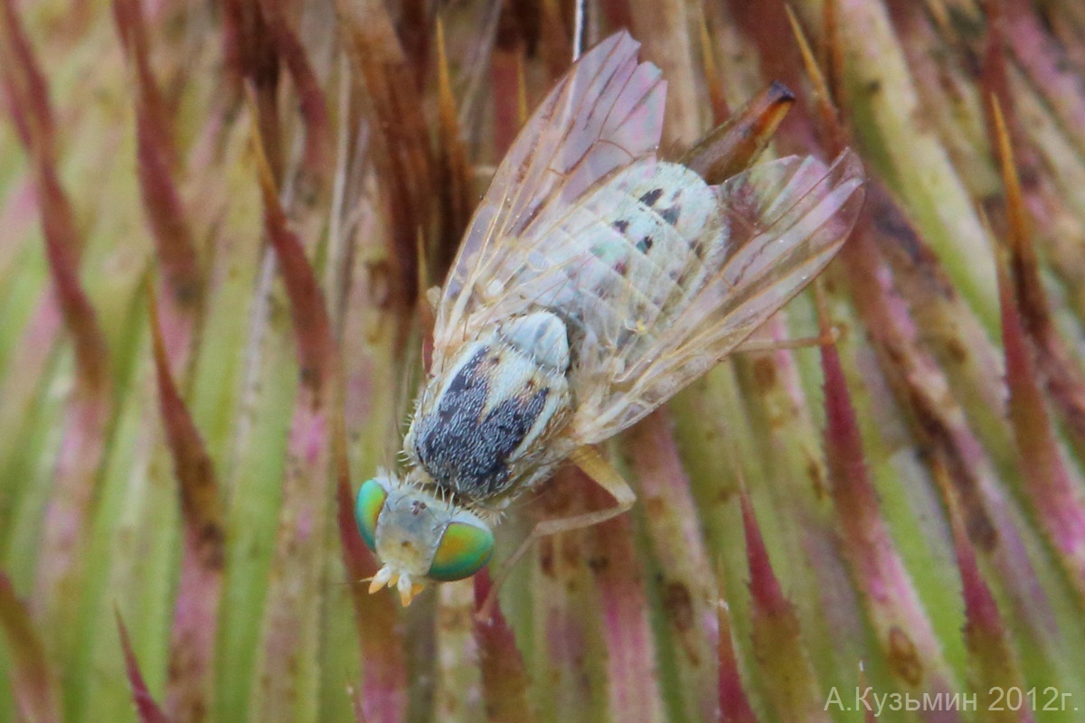 Terellia serratulae