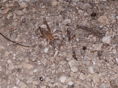 Ceuthophilus conicaudus