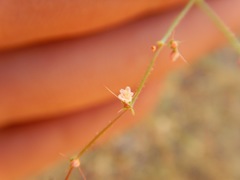 Oxytheca dendroidea dendroidea