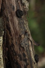 Biscogniauxia repanda