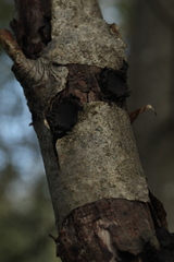 Biscogniauxia repanda