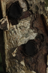 Biscogniauxia repanda