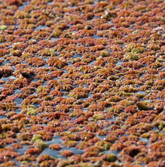 Azolla filiculoides