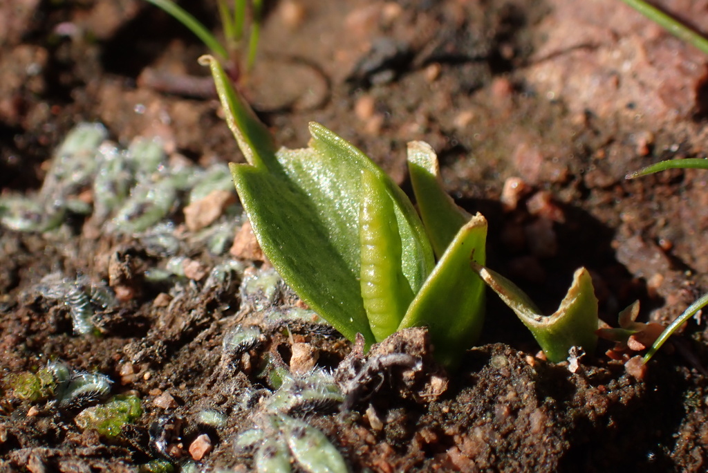 California adder's-tongue