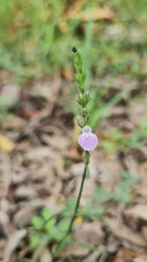 Rostellularia adscendens