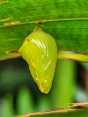Tanaecia iapis puseda
