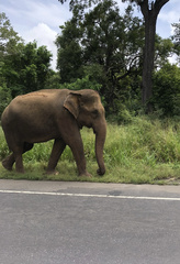 Elephas maximus maximus