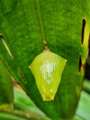 Tanaecia iapis puseda