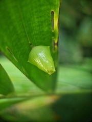 Tanaecia iapis puseda