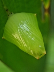 Tanaecia iapis puseda