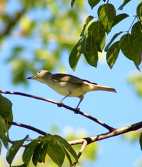 Vireo magister