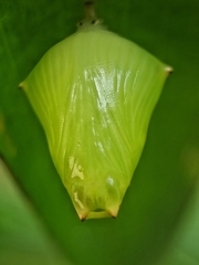 Tanaecia iapis puseda