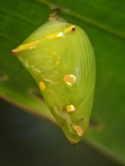 Tanaecia iapis puseda