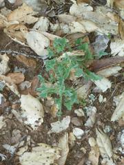 Calystegia collina oxyphylla