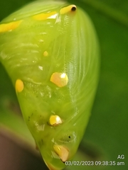 Tanaecia iapis puseda