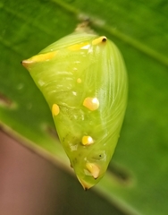 Tanaecia iapis puseda