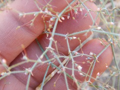 Oxytheca dendroidea dendroidea