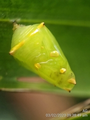 Tanaecia iapis puseda