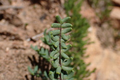 Pellaea mucronata mucronata