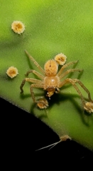 Polybetes rapidus