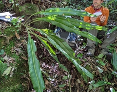 Niphidium crassifolium