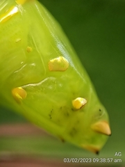 Tanaecia iapis puseda