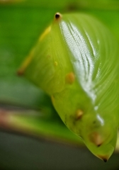 Tanaecia iapis puseda