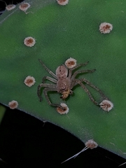 Polybetes rapidus