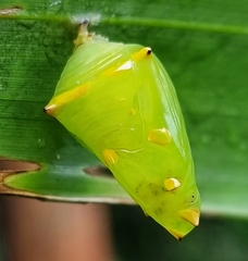 Tanaecia iapis puseda