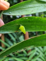 Tanaecia iapis puseda