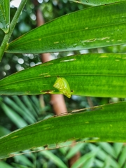 Tanaecia iapis puseda