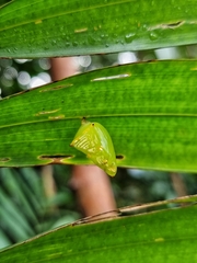 Tanaecia iapis puseda