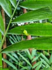 Tanaecia iapis puseda