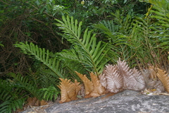 Drynaria quercifolia