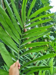 Tanaecia iapis puseda
