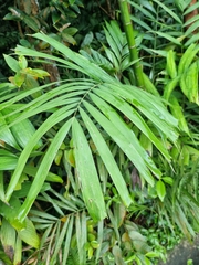 Tanaecia iapis puseda