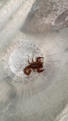 Thorellius intrepidus