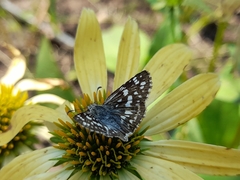 Burnsius orcynoides